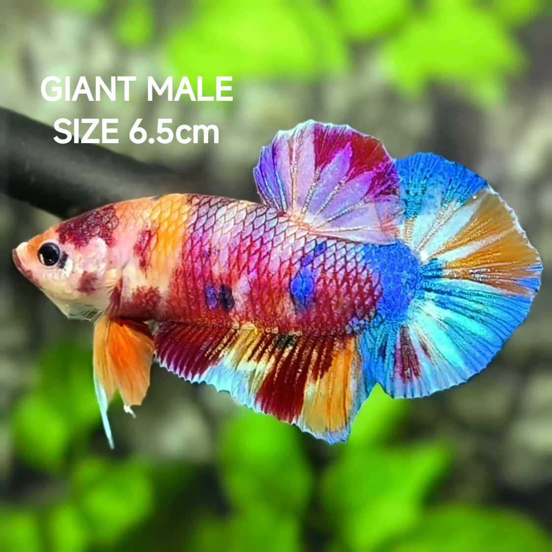 Multicolor Metalic Candy JUMBO GIANT HMPK Betta Fish Male