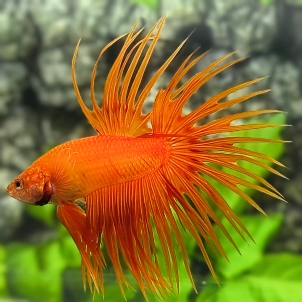 Solid Orange Crowntail Betta Fish Male #2