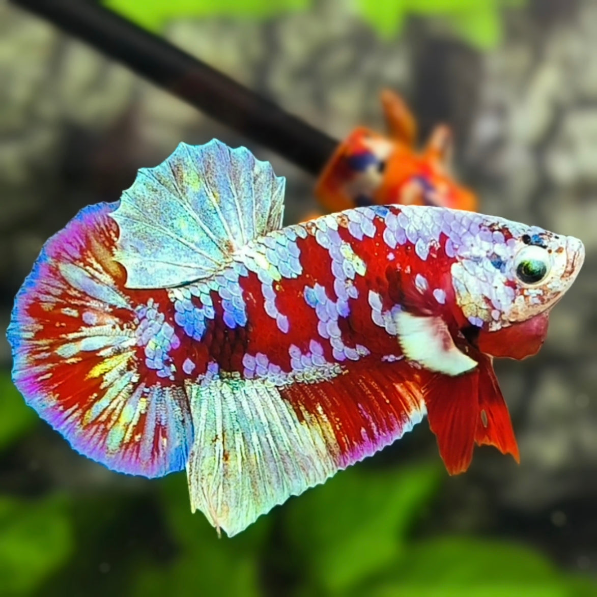 Red Barongsai Purple Galaxy HMPK Betta Fish Male