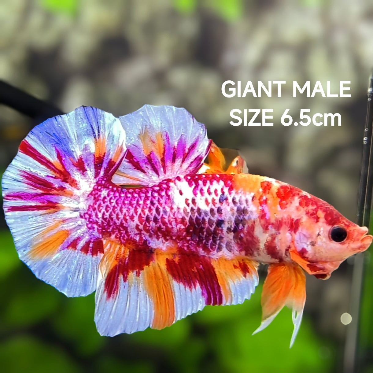 Multicolor Candy JUMBO GIANT Over HMPK Betta Fish Male