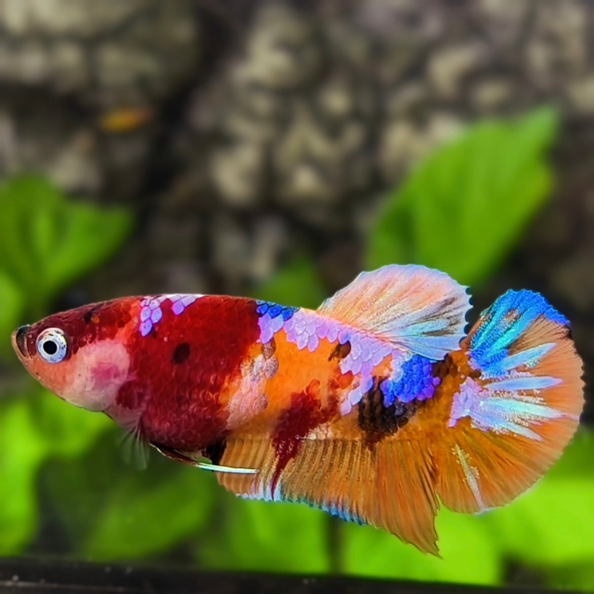 Multicolor Candy Pink Galaxy HMPK Betta Fish Female For Sorority / Breed