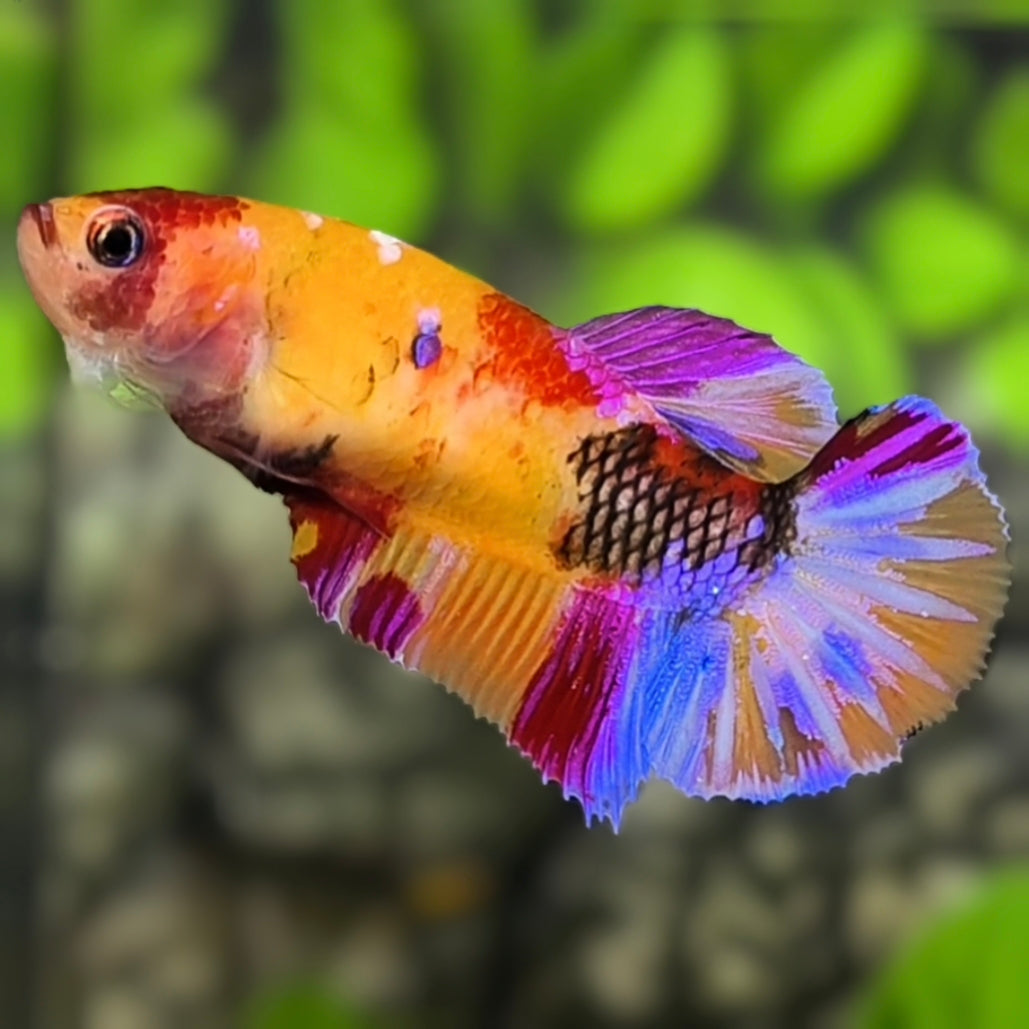 Multicolor Yellowbase Candy Purple Galaxy HMPK Betta Fish Female For Sorority / Breed