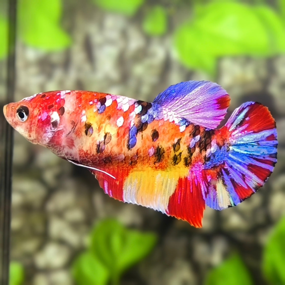 Multicolor Galaxy HMPK Betta Fish Female For Sorority / Breed
