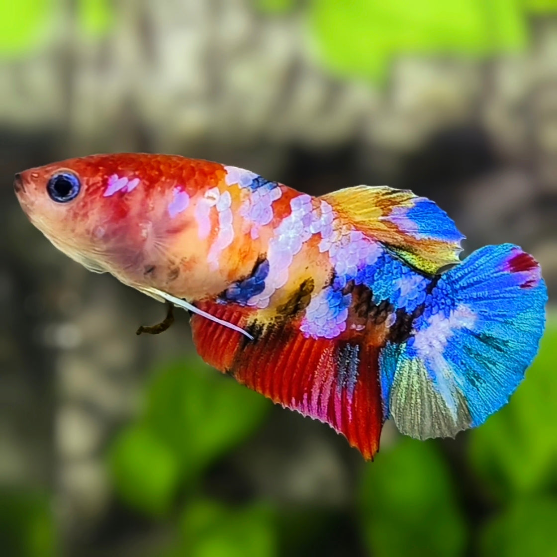 Multicolor Galaxy HMPK Betta Fish Female For Sorority / Breed