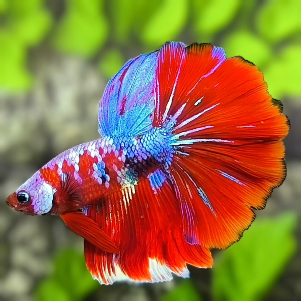 Multicolor Red Purple Koi Galaxy Halfmoon Betta Fish Male