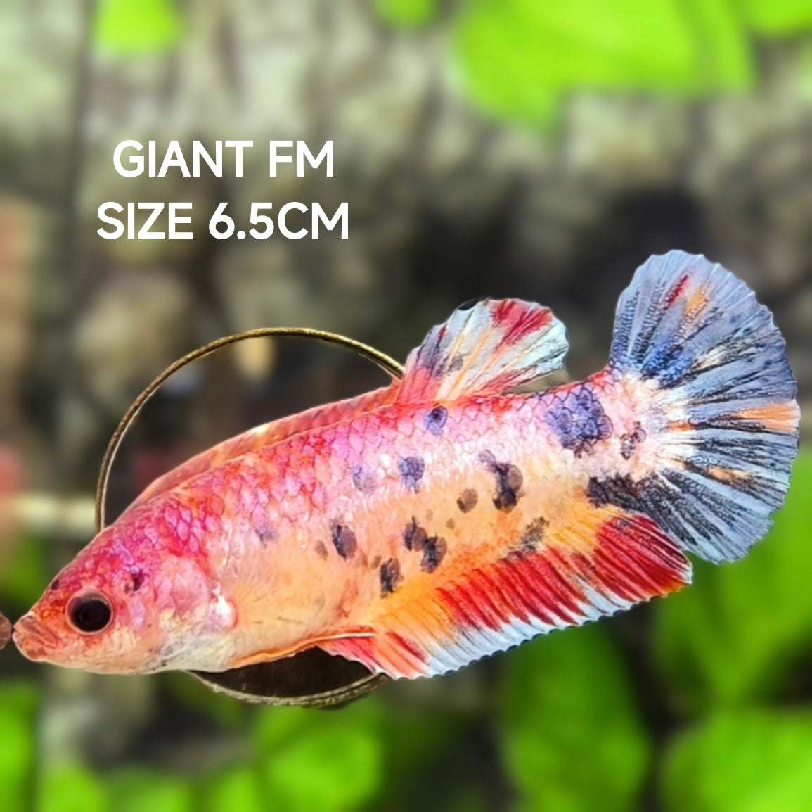 Multicolor Candy JUMBO GIANT HMPK Betta Fish Female