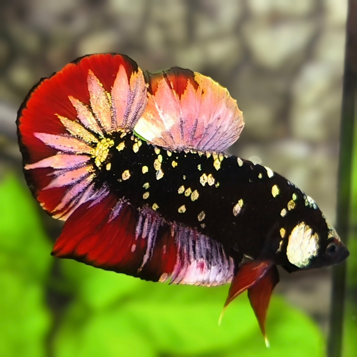 Avatar Blackstar Copper Gold Red Vampire HMPK Betta Fish Male