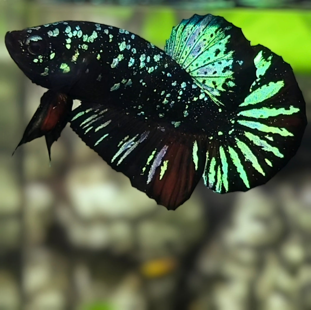 Avatar Nebula Blackstar Green Startail HMPK Betta Fish Male