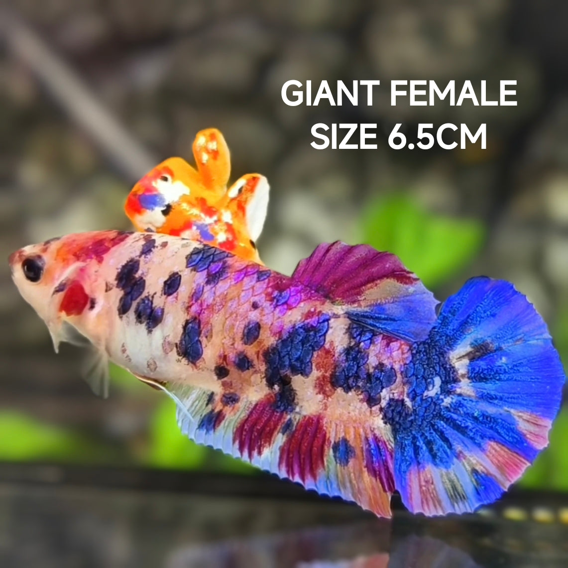 Multicolor Candy JUMBO GIANT HMPK Betta Fish Female