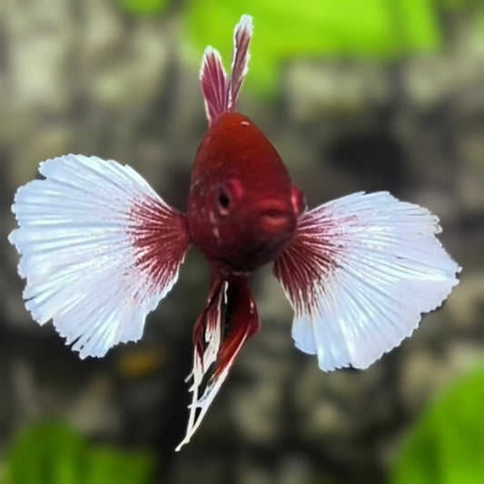 Dumbo Ears Purple Lavender HMPK Betta Fish Male