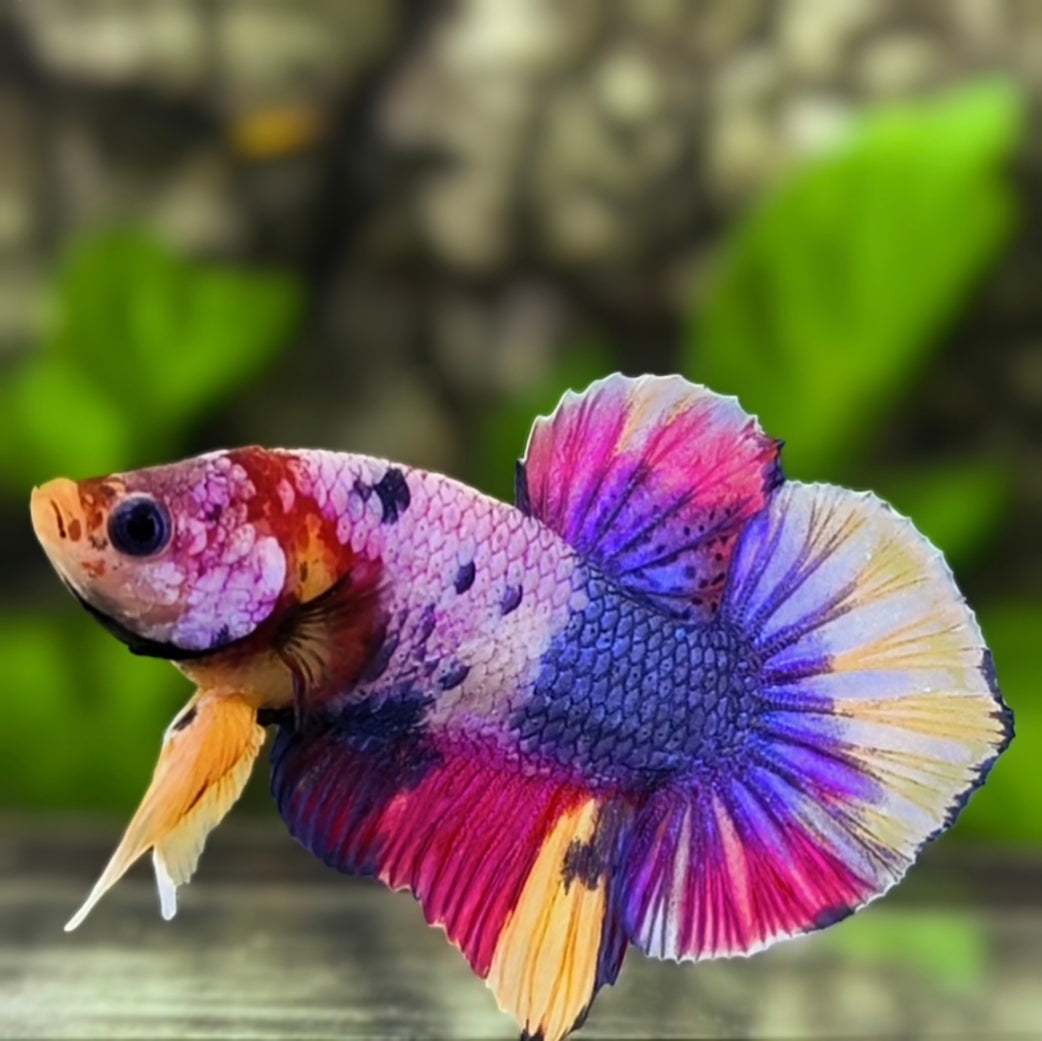 Multicolor Pink Purple Candy HMPK Betta Fish Male