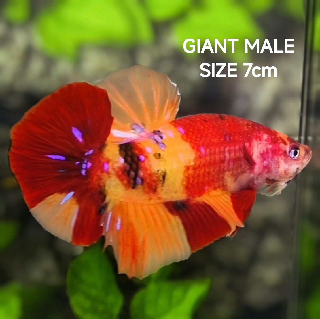Nemo Koi JUMBO GIANT HMPK Betta Fish Male