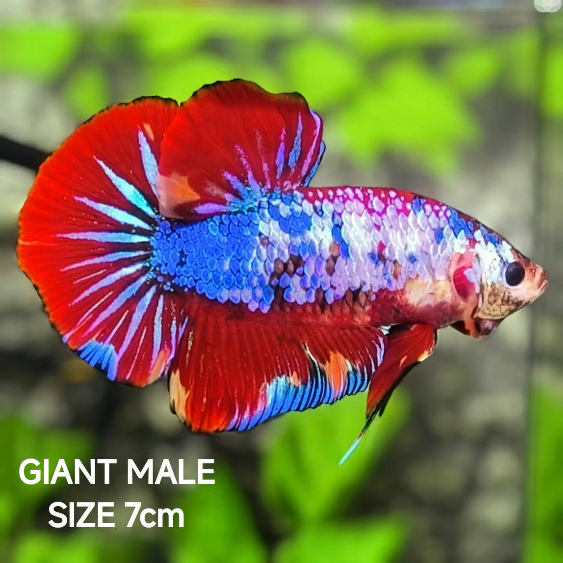 Multicolor JUMBO GIANT HMPK Betta Fish Male