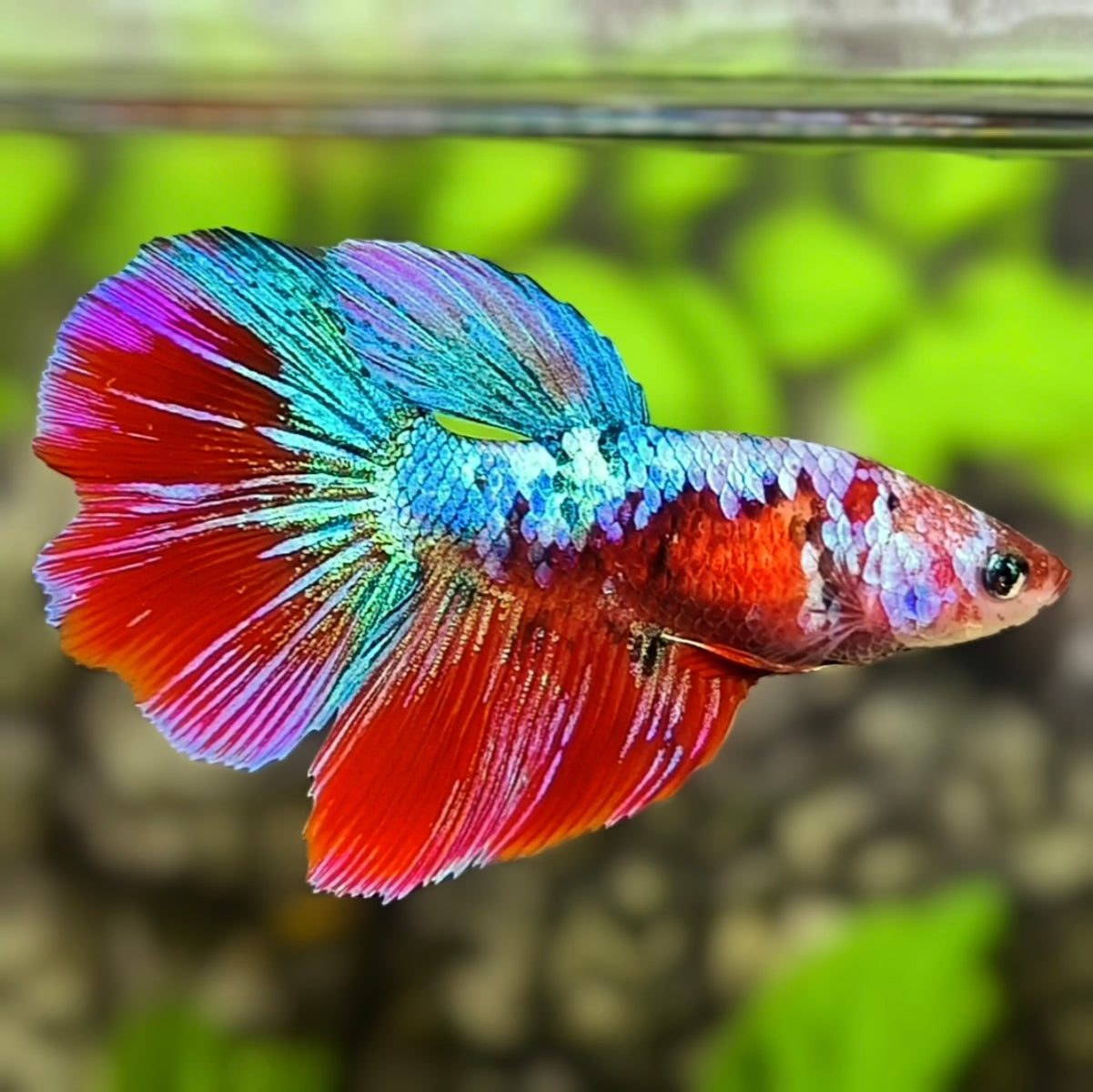 Multicolor Red Galaxy Halfmoon Betta Fish Female For Sorority / Breed