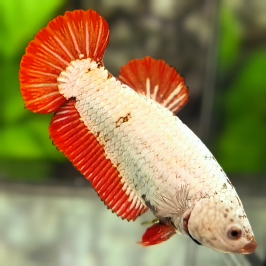 Red Dragon HMPK Betta Fish Female For Sorority Breed – Zaga Farm