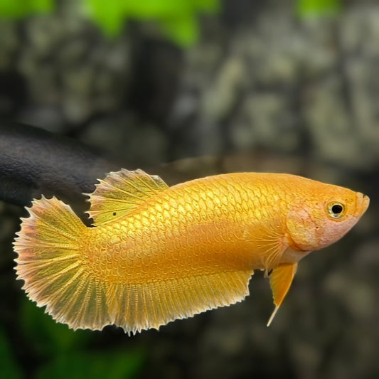 Solid Super Gold 24K HMPK Betta Fish Female For Sorority / Breed