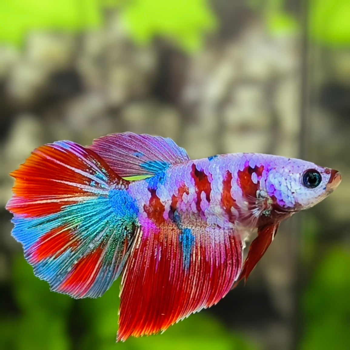 Multicolor Red Purple Galaxy Halfmoon Betta Fish Female For Sorority / Breed
