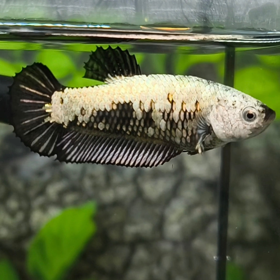 Black Samurai HMPK Betta Fish Female For Sorority / Breed