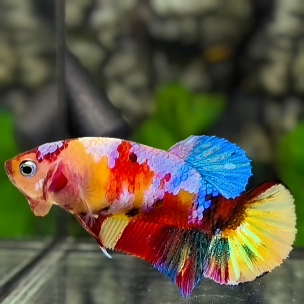 Yellowbase Multicolor Galaxy HMPK Betta Fish Female For Sorority / Breed
