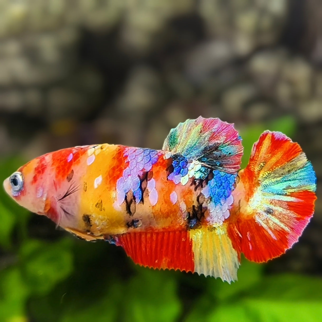 Yellowbase Multicolor Galaxy HMPK Betta Fish Female For Sorority / Breed
