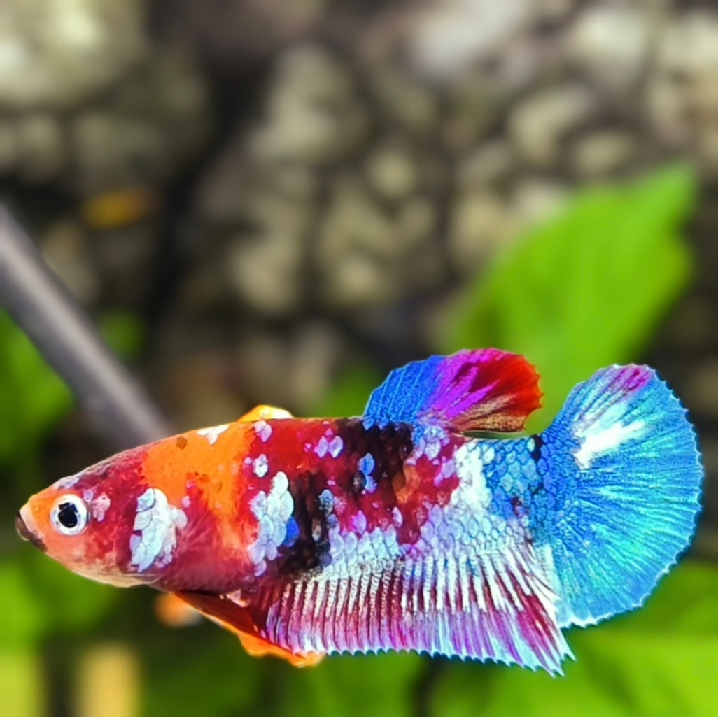 Multicolor Galaxy HMPK Betta Fish Female For Sorority / Breed