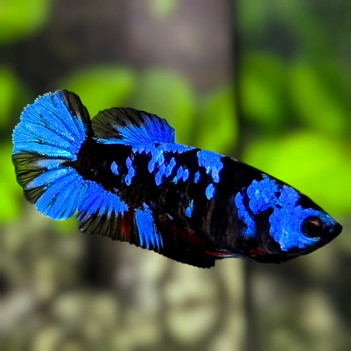 Avatar Blackstar Super Blue HMPK Betta Fish Female For Sorority / Breed