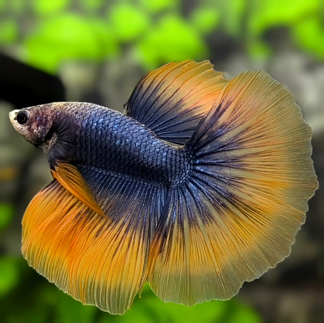 Orange Gray Butterfly Halfmoon Betta Fish Male