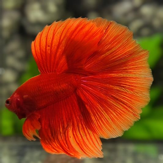 Solid Super Red Halfmoon Betta Fish Male