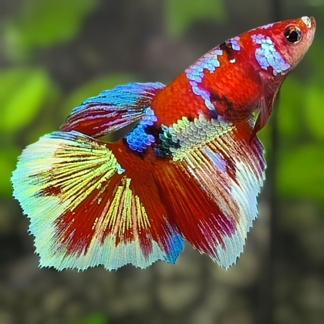 Multicolor Red Barongsai Halfmoon Betta Fish Female For Sorority / Breed