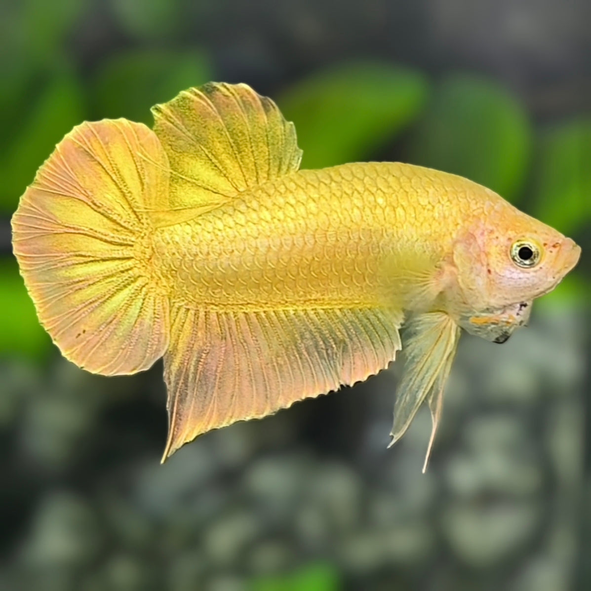 Solid Super Gold 24K HMPK Betta Fish Male