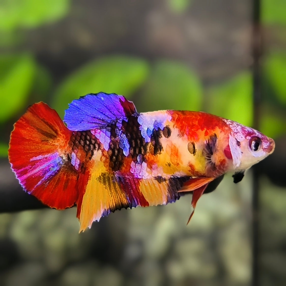 Multicolor Candy Galaxy HMPK Betta Fish Female For Sorority / Breed