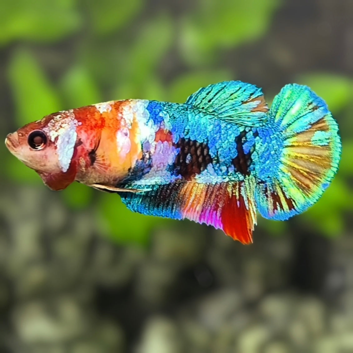 Multicolor Galaxy HMPK Betta Fish Female For Sorority / Breed