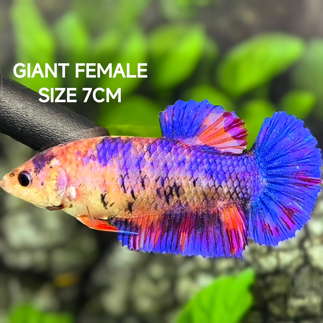 Multicolor Candy JUMBO GIANT HMPK Betta Fish Female