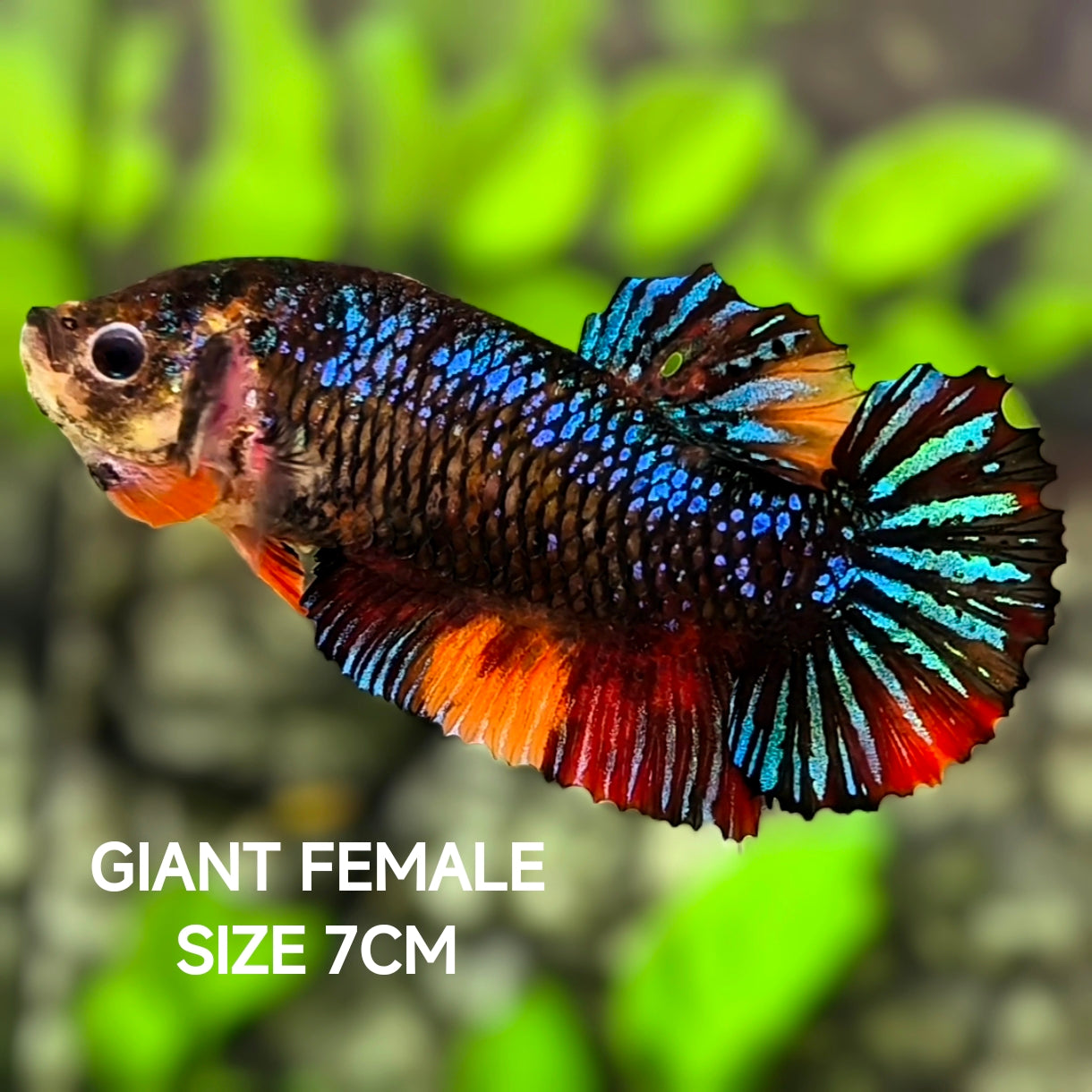 Black Variant Samurai JUMBO GIANT HMPK Betta Fish Female