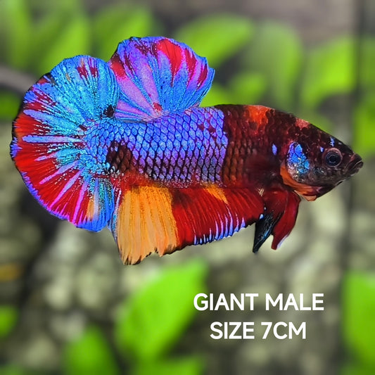 Multicolor GIANT HMPK Betta Fish Male