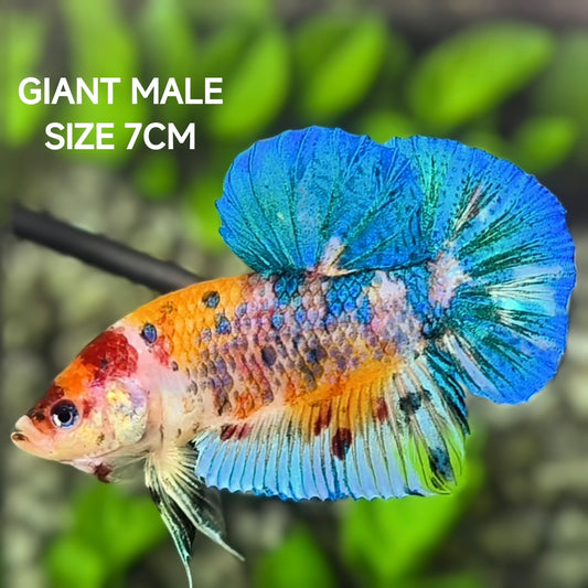 Multicolor Metalic GIANT HMPK Betta Fish Male