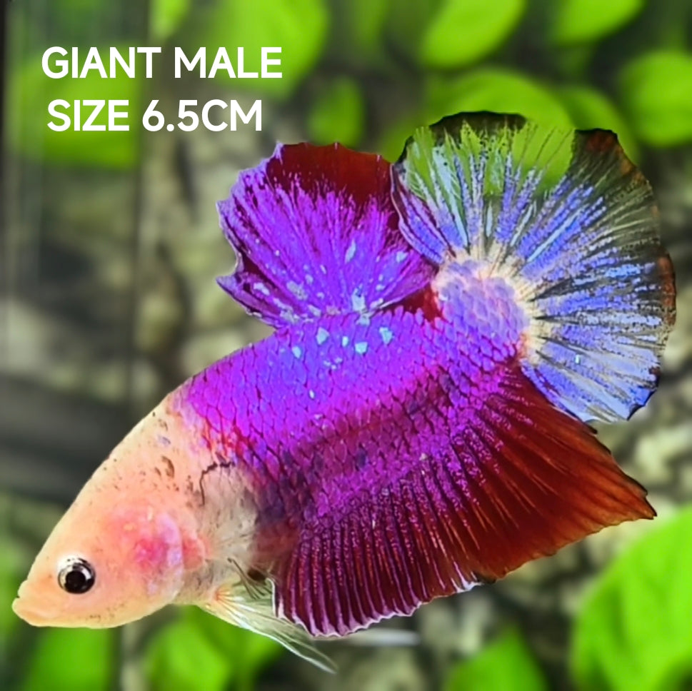 Purple Koi Tancho GIANT HMPK Betta Fish Male
