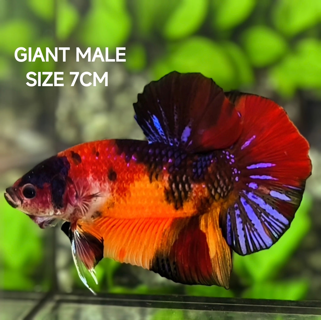 Multicolor Tiger Koi GIANT HMPK Betta Fish Male