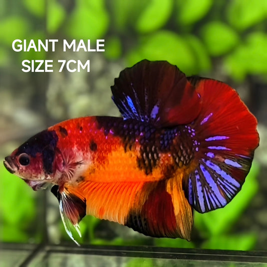 Multicolor Tiger Koi GIANT HMPK Betta Fish Male
