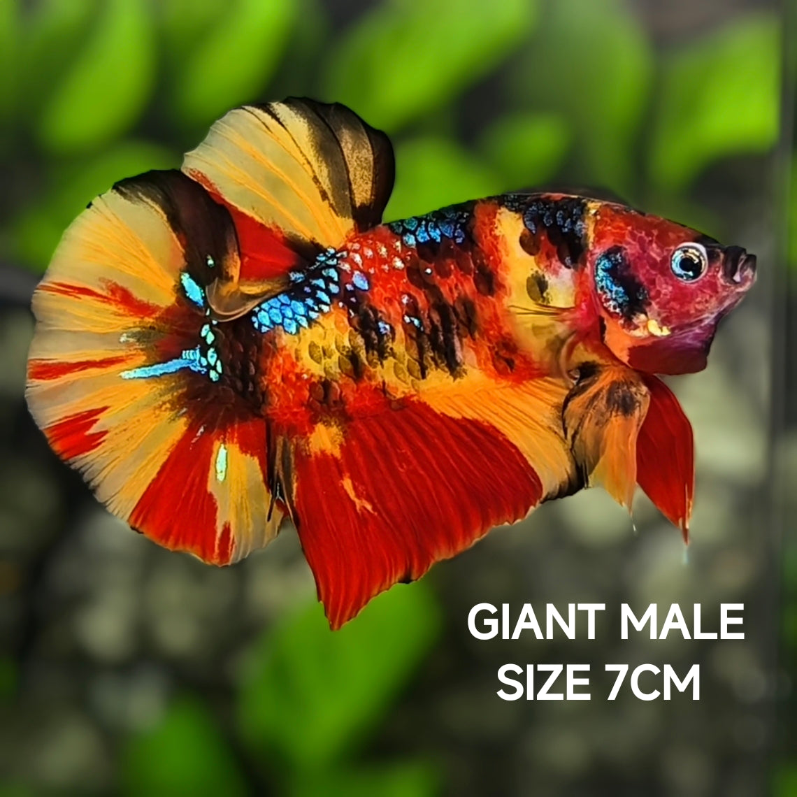 Nemo Leopard Tiger GIANT HMPK Betta Fish Male