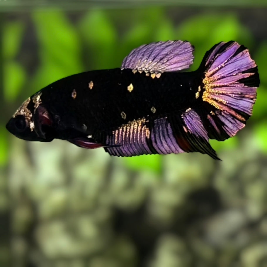 Avatar Black Panther HMPK Betta Fish Female For Sorority / Breed