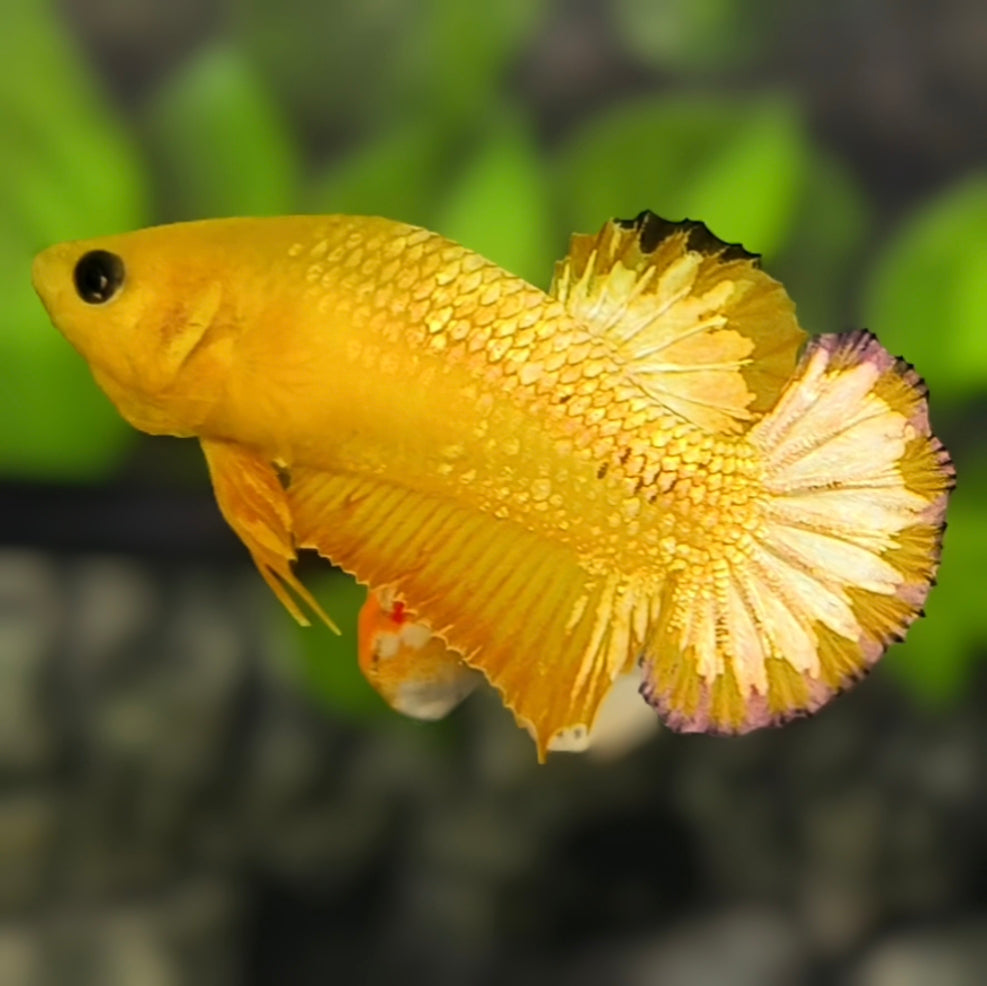 Yellow Gold Fancy Copper HMPK Betta Fish Female For Sorority / Breed