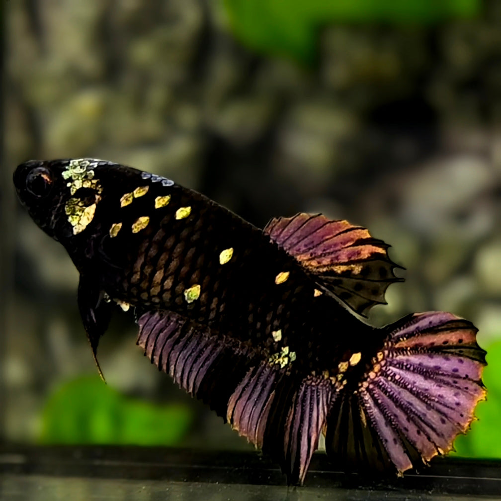 Avatar Black Panther HMPK Betta Fish Female For Sorority / Breed