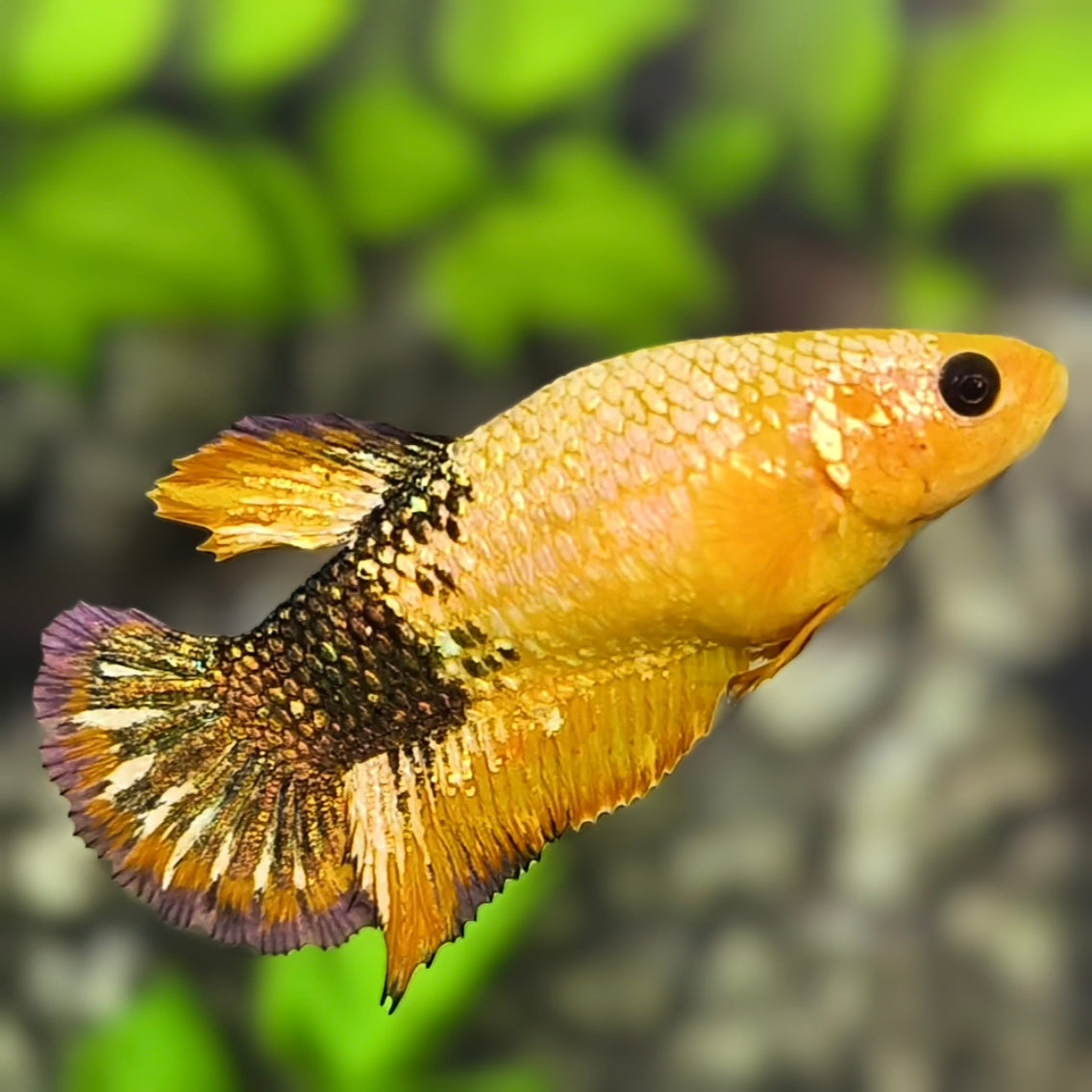 Yellow Fancy Copper HMPK Betta Fish Female For Sorority / Breed