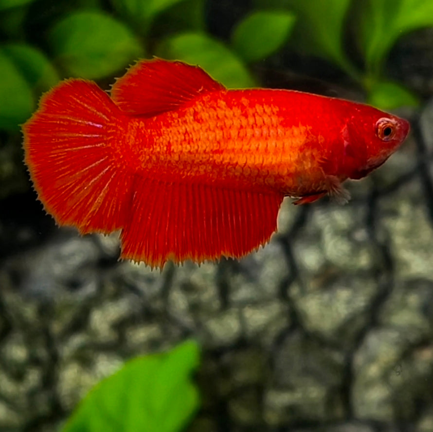 Solid Super Red Halfmoon Betta Fish Female For Sorority / Breed
