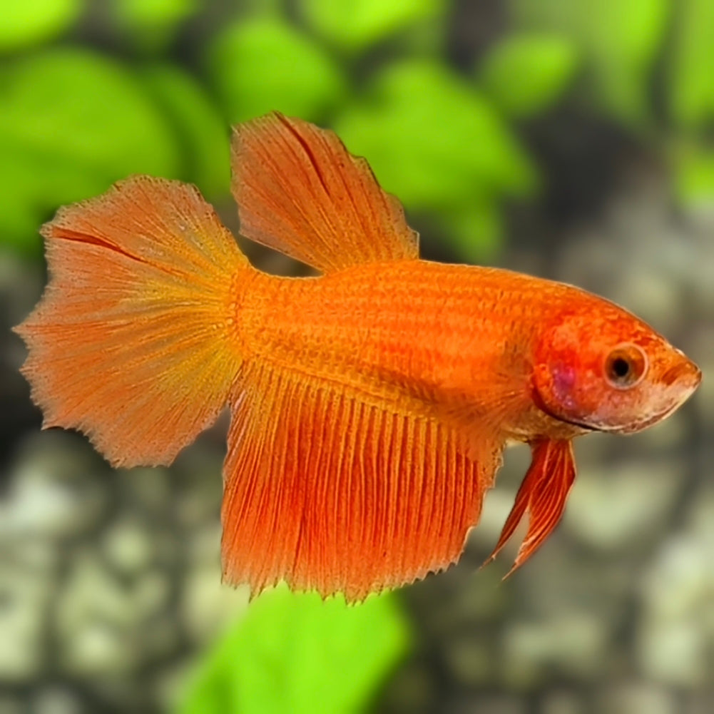 Solid Orange Halfmoon Betta Fish Female For Sorority / Breed