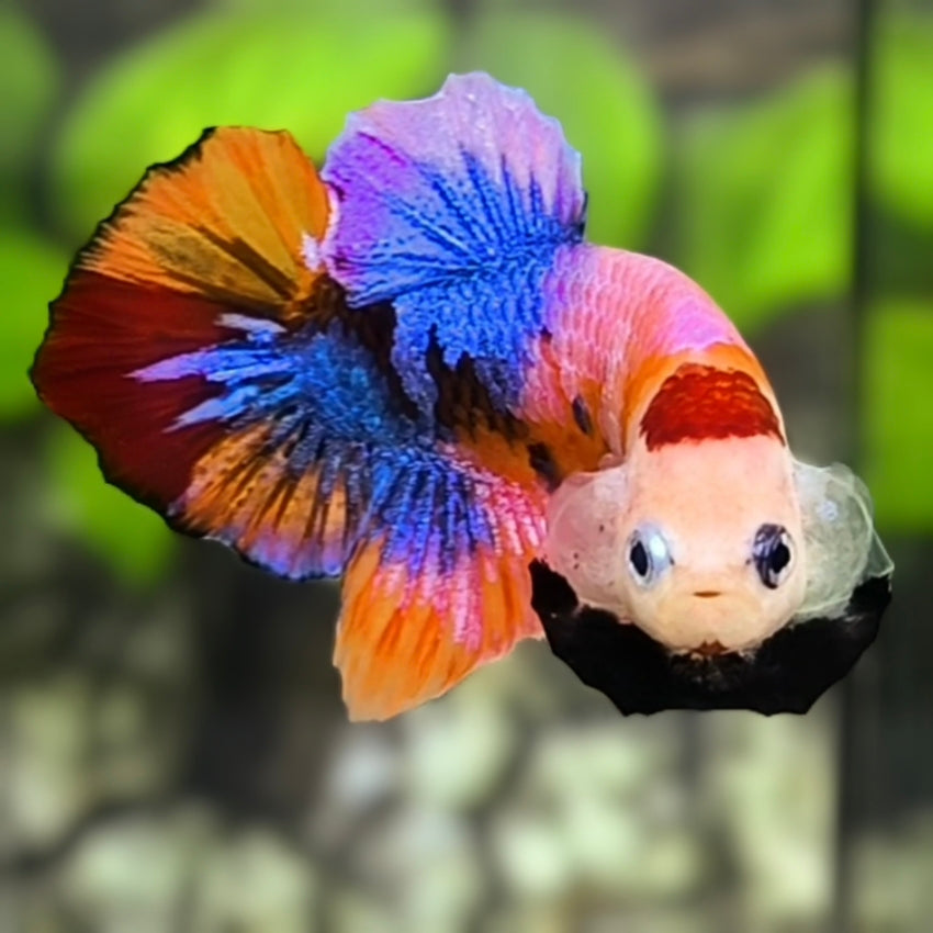 Multicolor Candy Tancho Koi HMPK Betta Fish Male