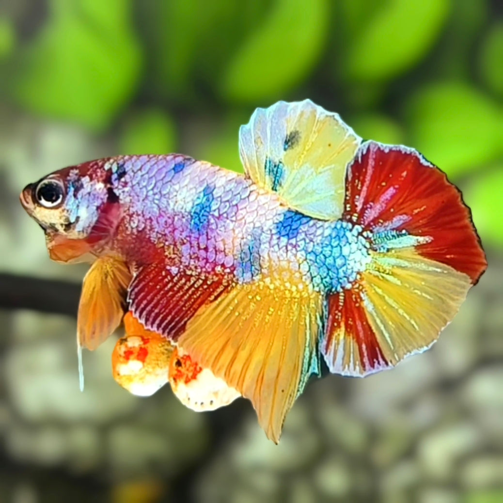 Multicolor Metalic Candy HMPK Betta Fish Male