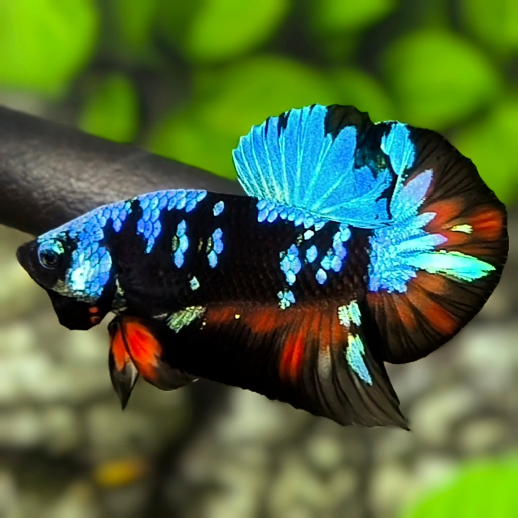 Avatar Black Variation HMPK Betta Fish Male