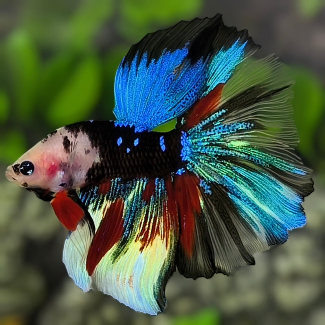 Multicolor Black Koi Galaxy Halfmoon Betta Fish Male